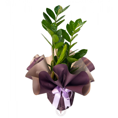 Zamia (ZZ Bitkisi)